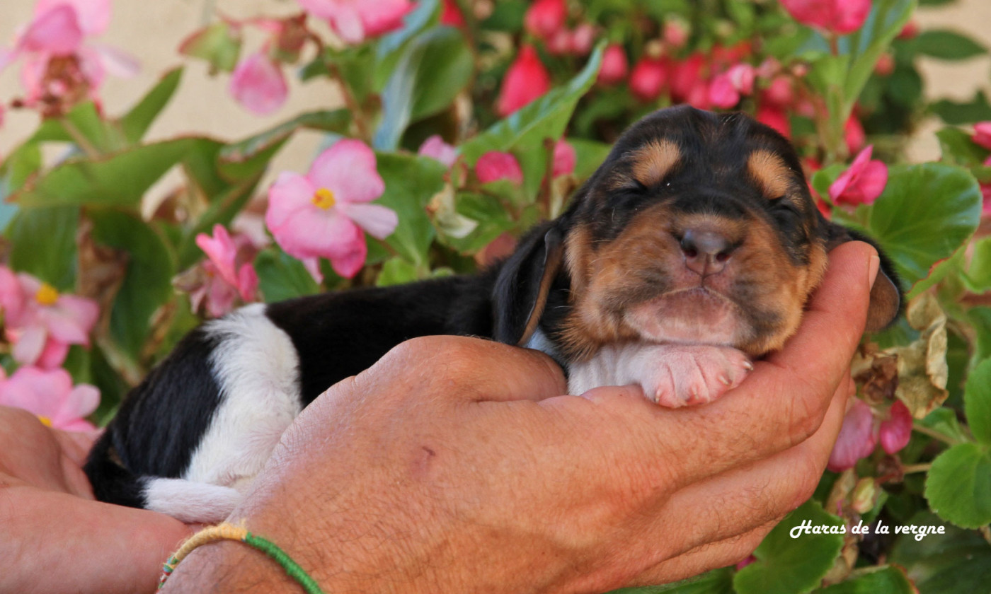 du Haras de la Vergne - Chiots disponibles - Basset Hound