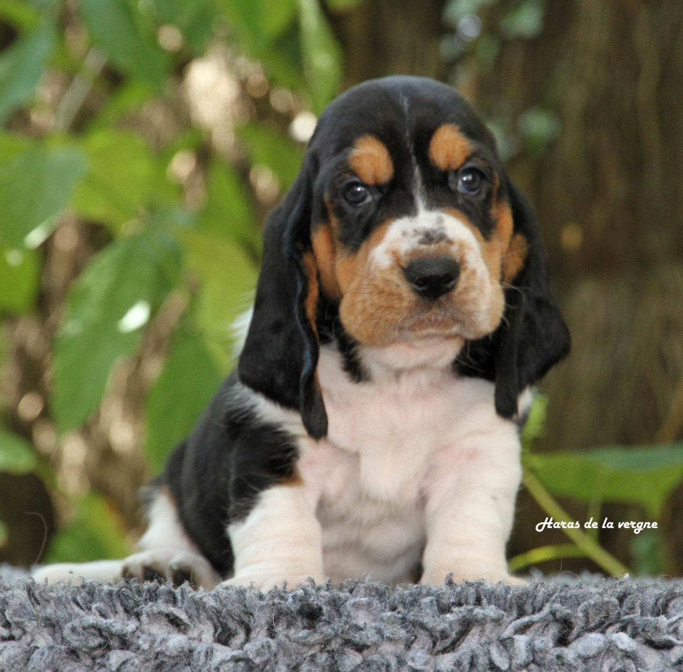 du Haras de la Vergne - Chiots disponibles - Basset Hound