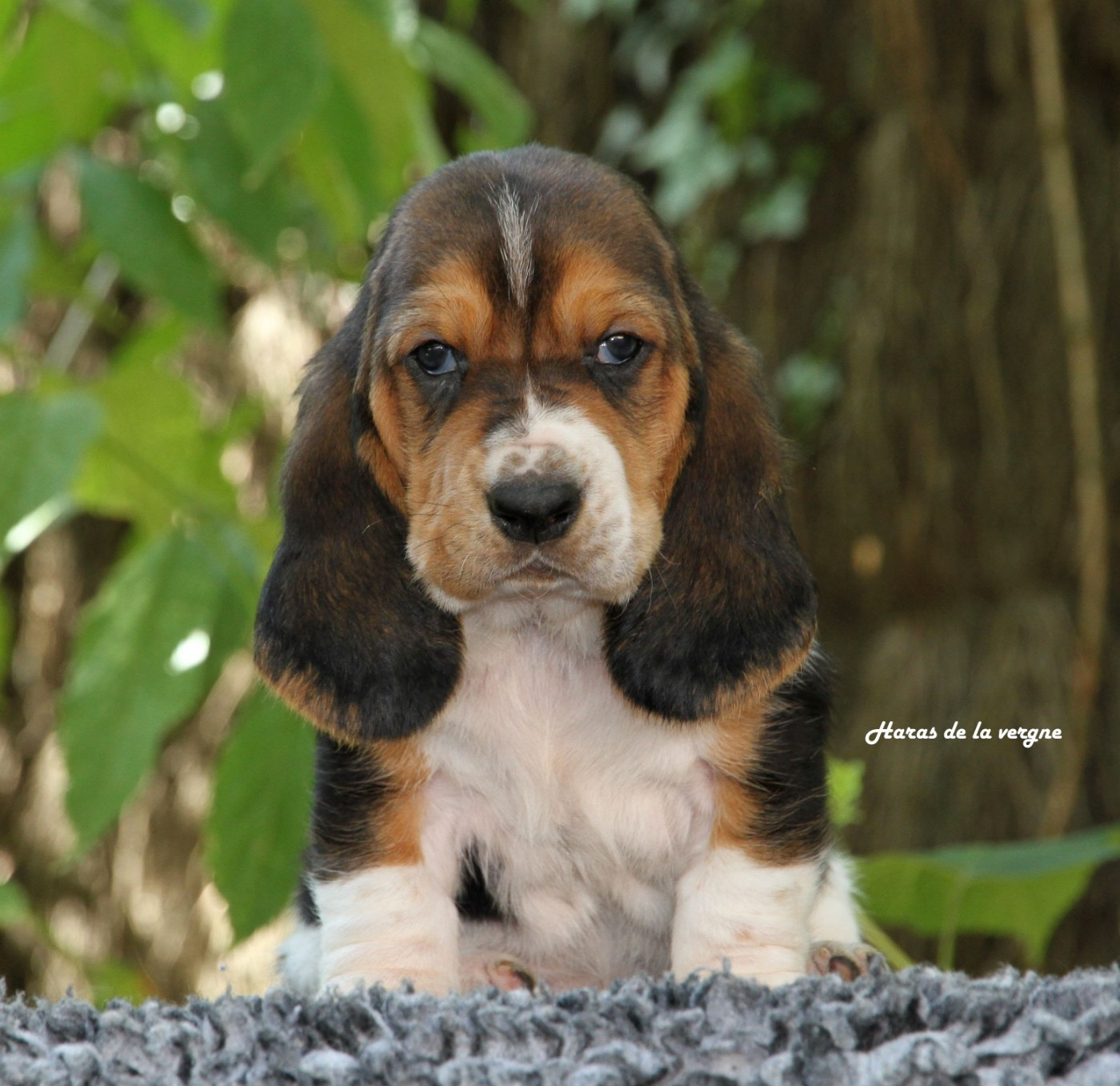 du Haras de la Vergne - Chiots disponibles - Basset Hound