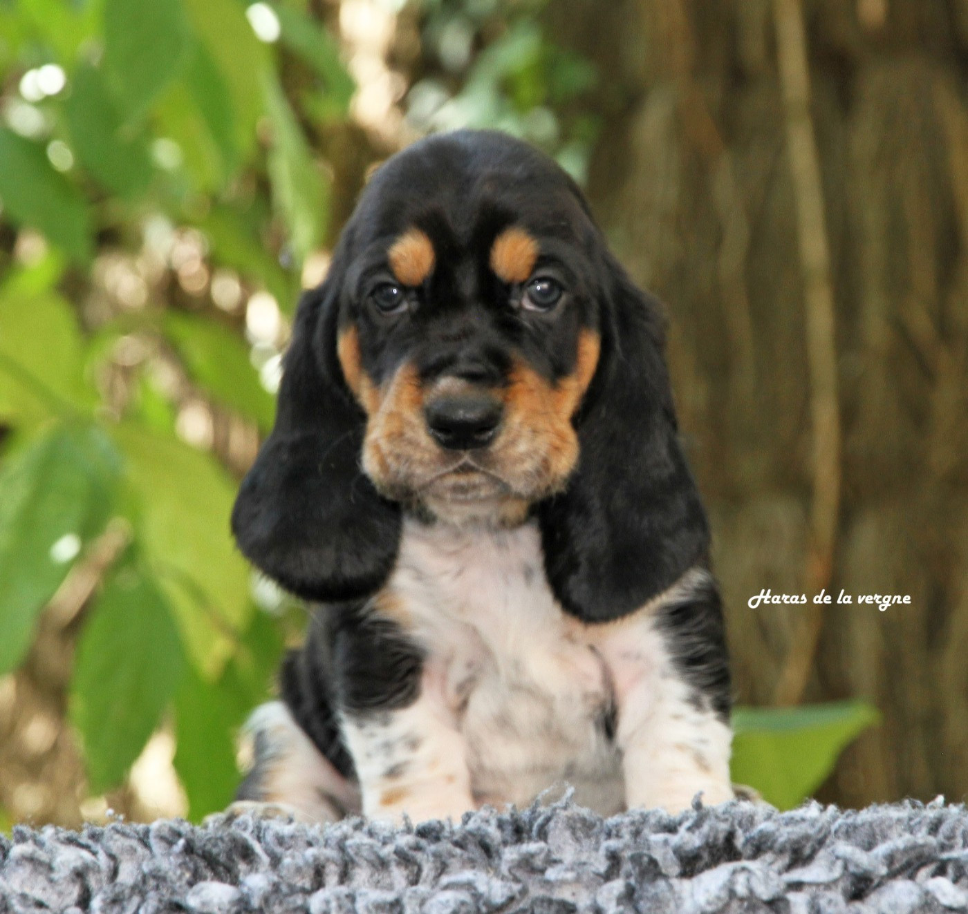 du Haras de la Vergne - Chiots disponibles - Basset Hound