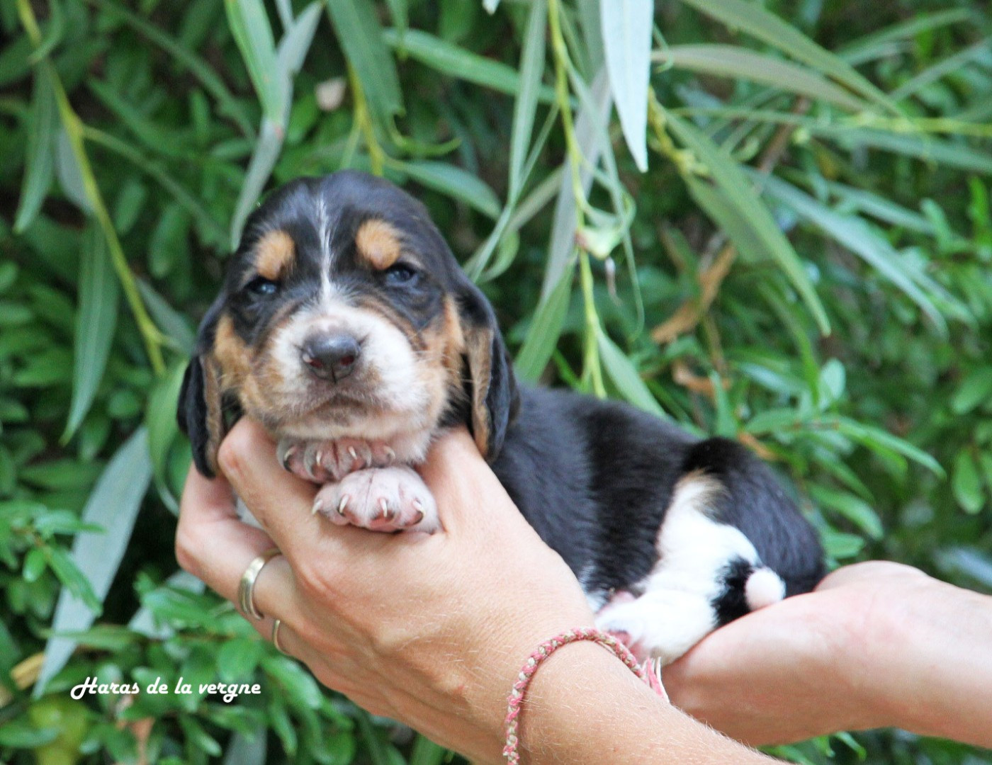 du Haras de la Vergne - Chiots disponibles - Basset Hound