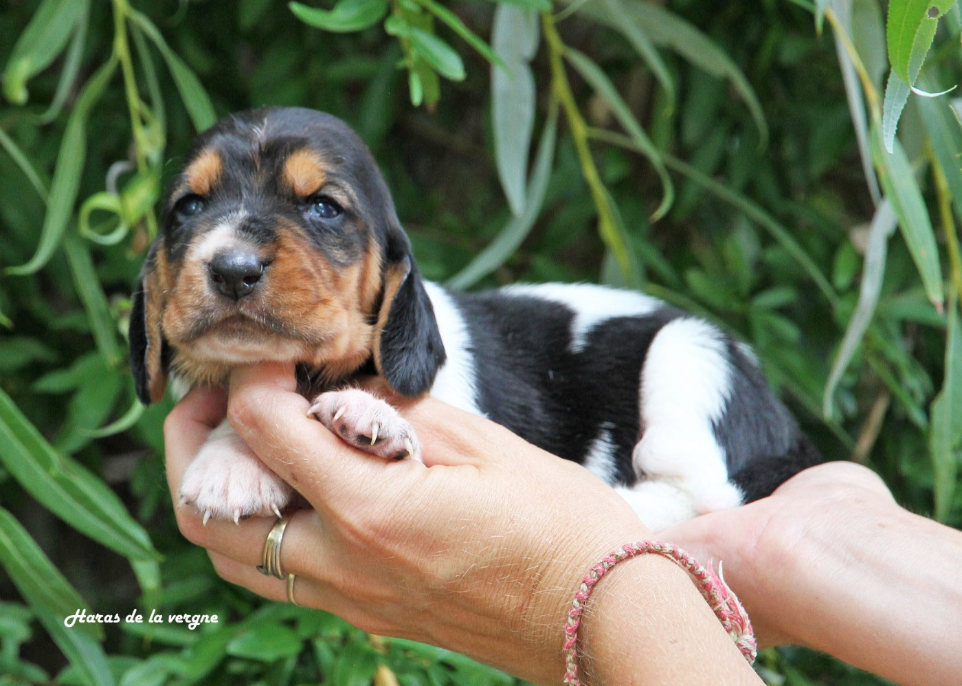 du Haras de la Vergne - Chiots disponibles - Basset Hound