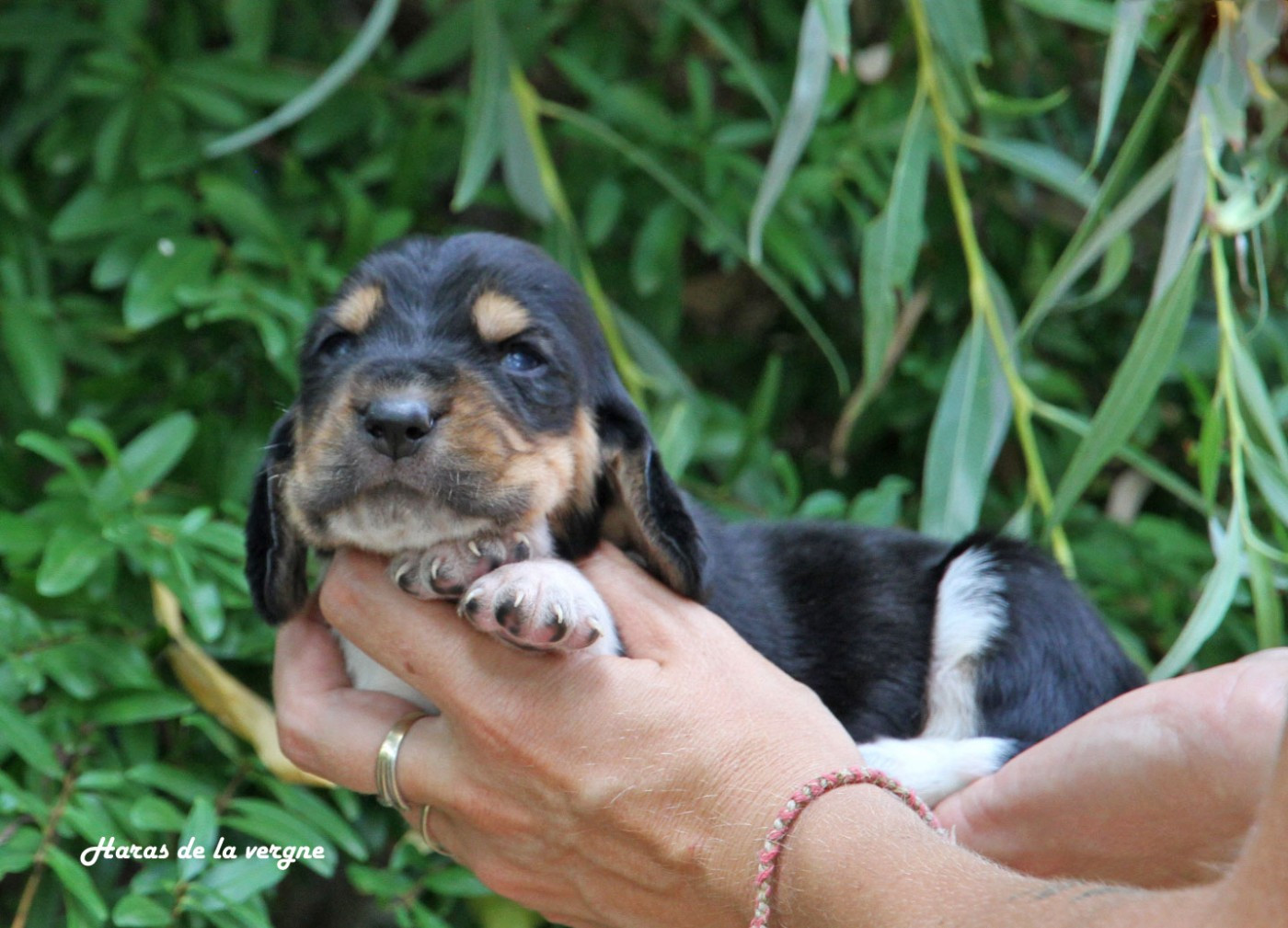 du Haras de la Vergne - Chiots disponibles - Basset Hound