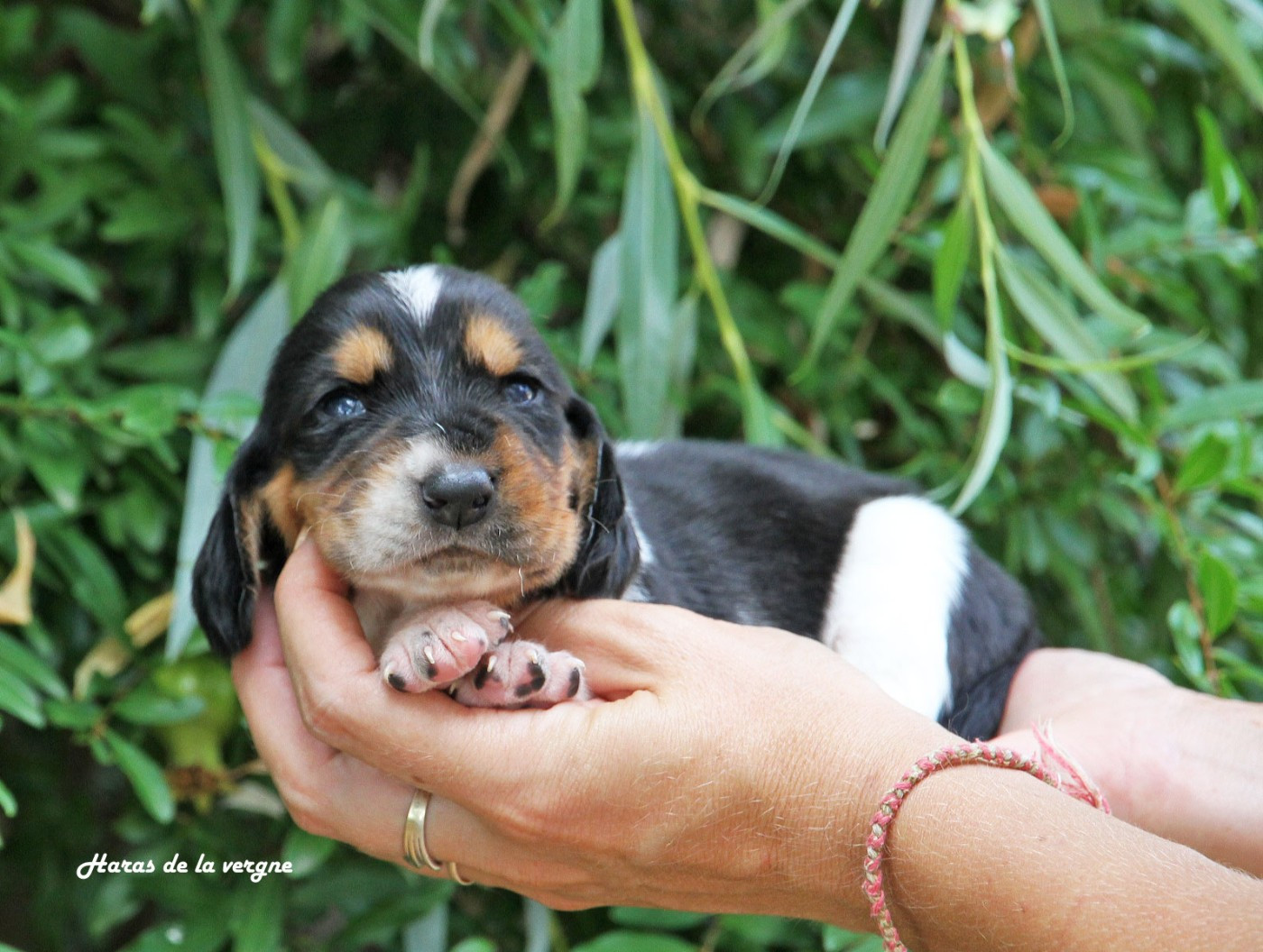du Haras de la Vergne - Chiots disponibles - Basset Hound