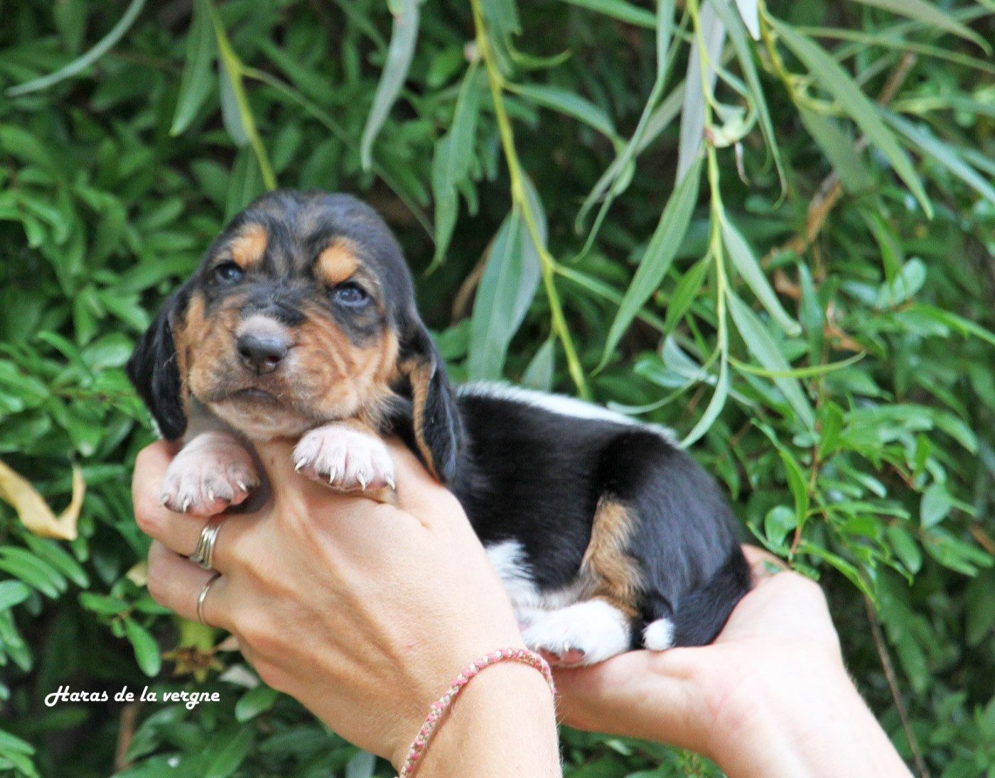 du Haras de la Vergne - Chiots disponibles - Basset Hound