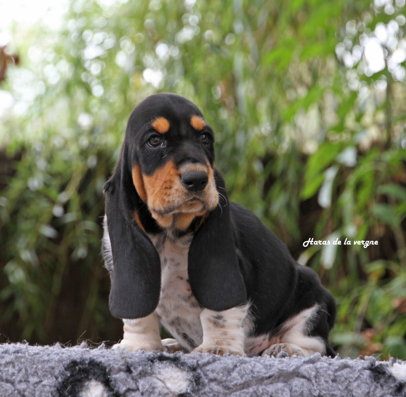du Haras de la Vergne - Basset Hound - Portée née le 08/07/2026