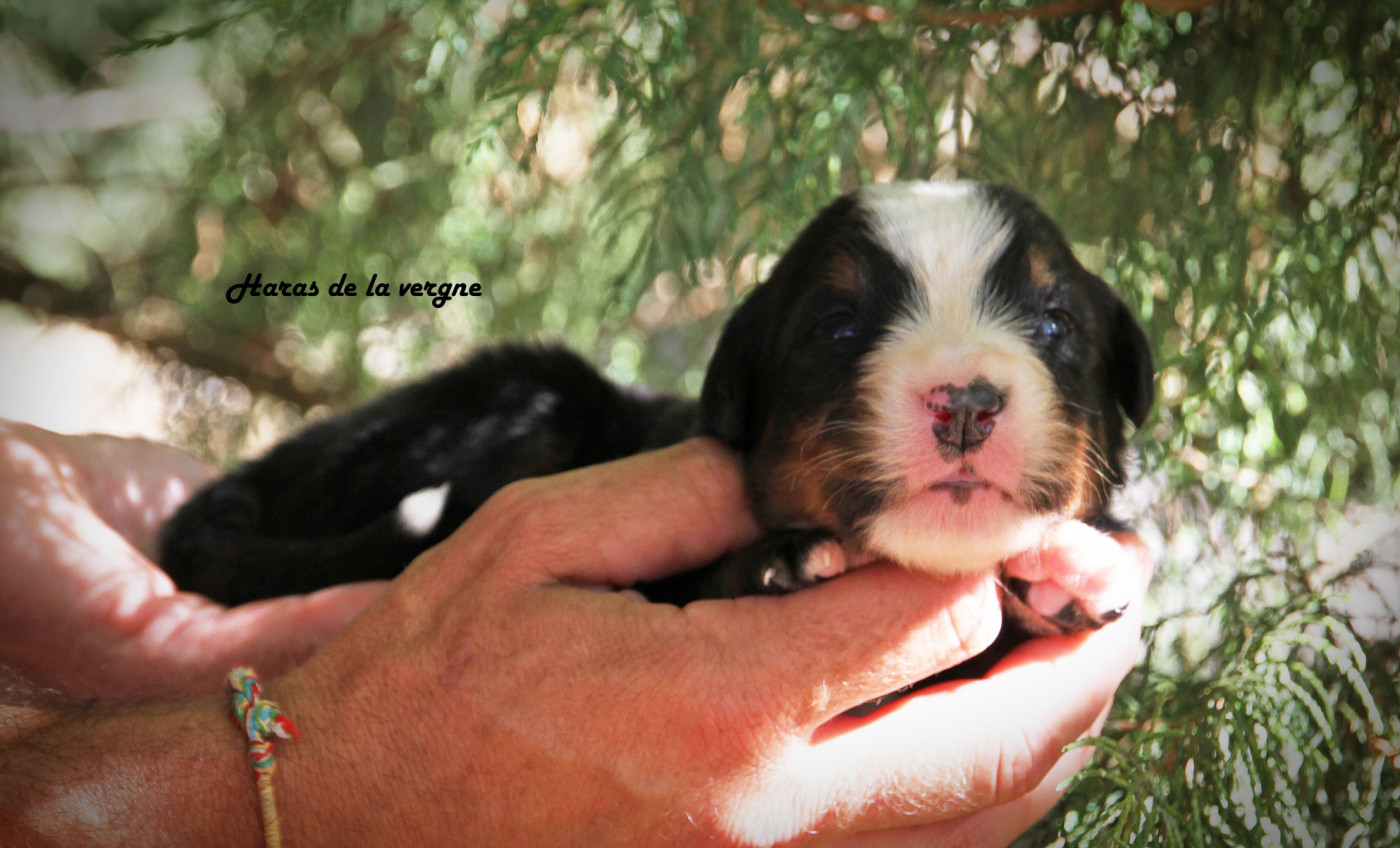 Chiot Bouvier Bernois du Haras de la Vergne