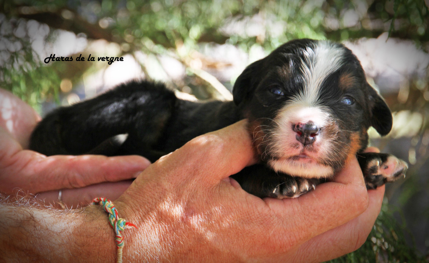 du Haras de la Vergne - Chiots disponibles - Bouvier Bernois