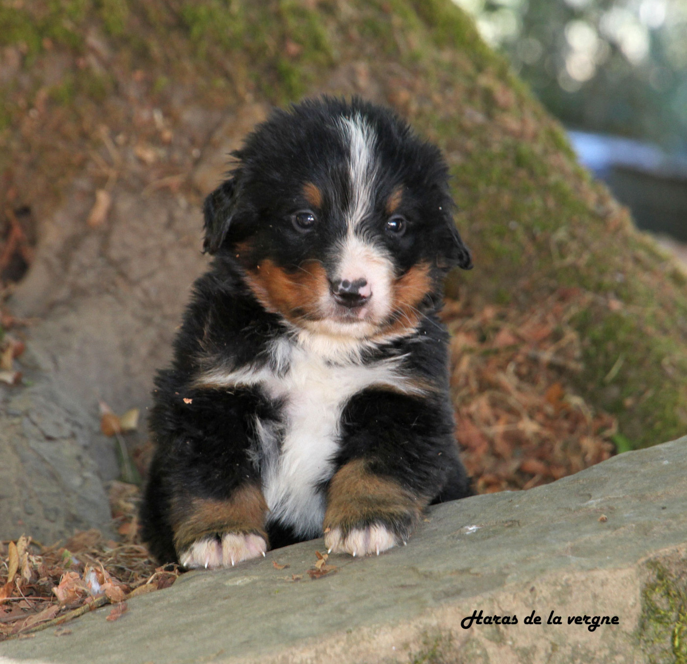 du Haras de la Vergne - Chiots disponibles - Bouvier Bernois