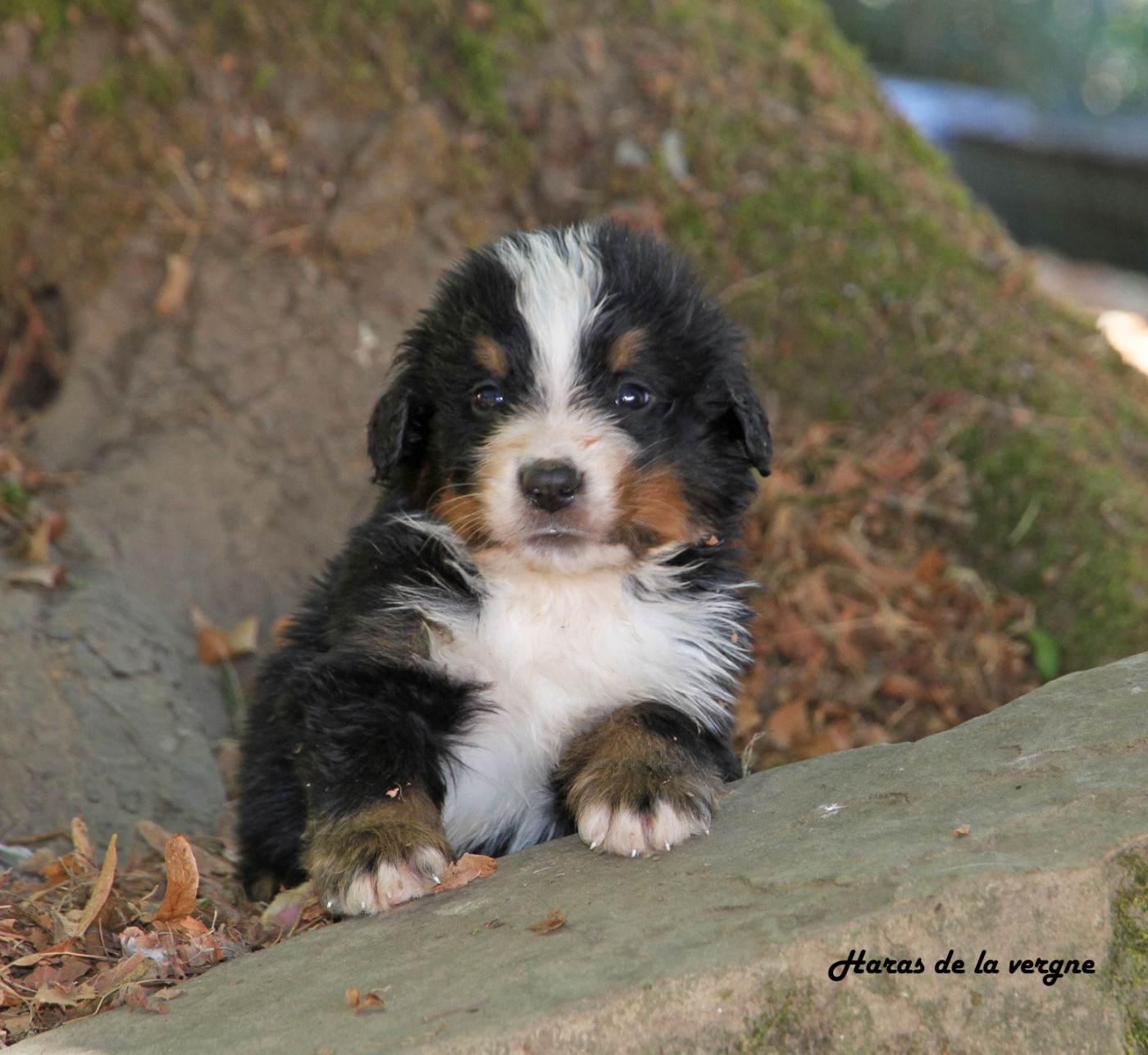 du Haras de la Vergne - Chiots disponibles - Bouvier Bernois