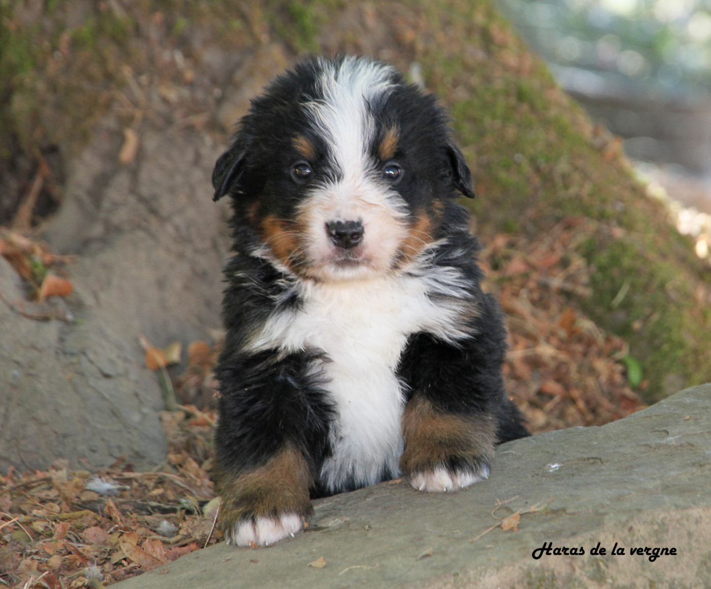 du Haras de la Vergne - Chiots disponibles - Bouvier Bernois