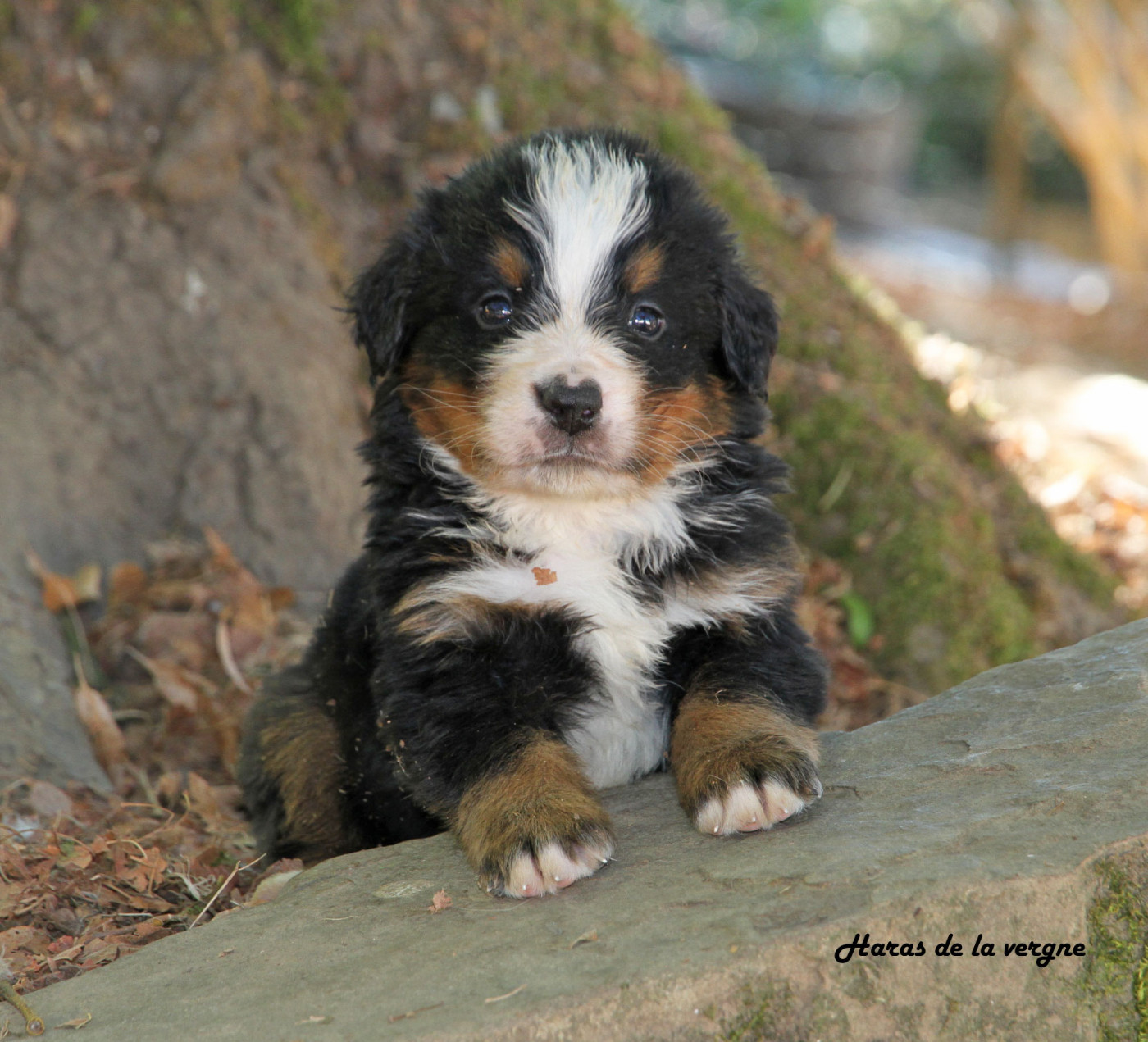 du Haras de la Vergne - Chiots disponibles - Bouvier Bernois