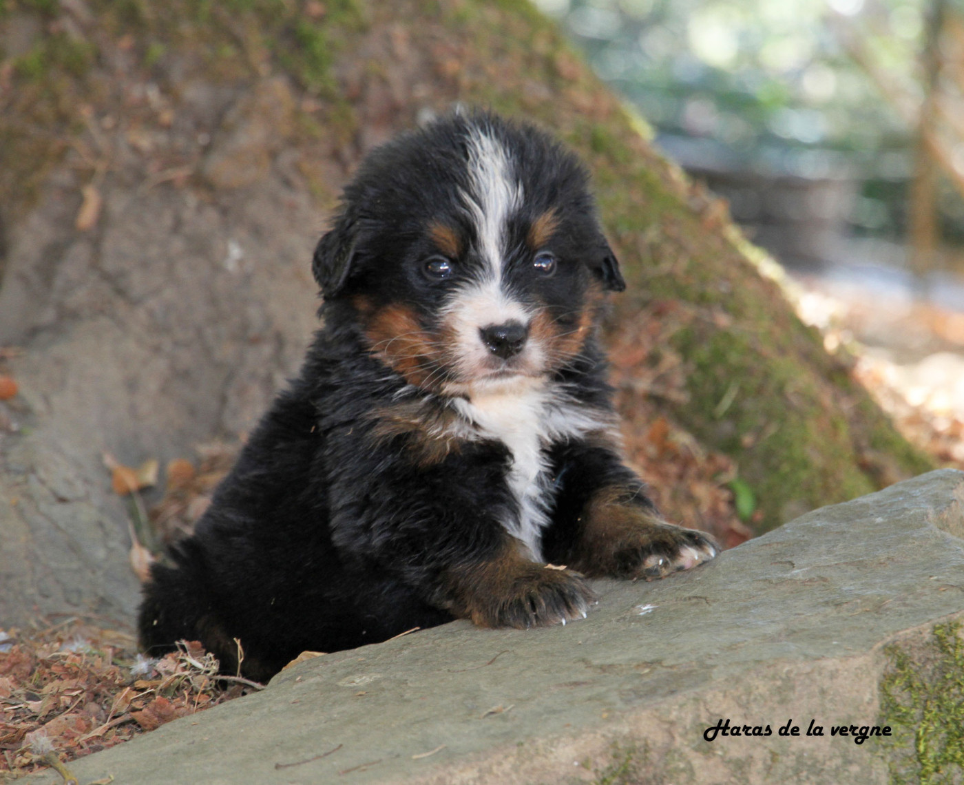 du Haras de la Vergne - Chiots disponibles - Bouvier Bernois