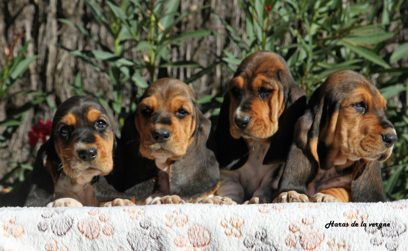 Chiot Basset Hound du Haras de la Vergne