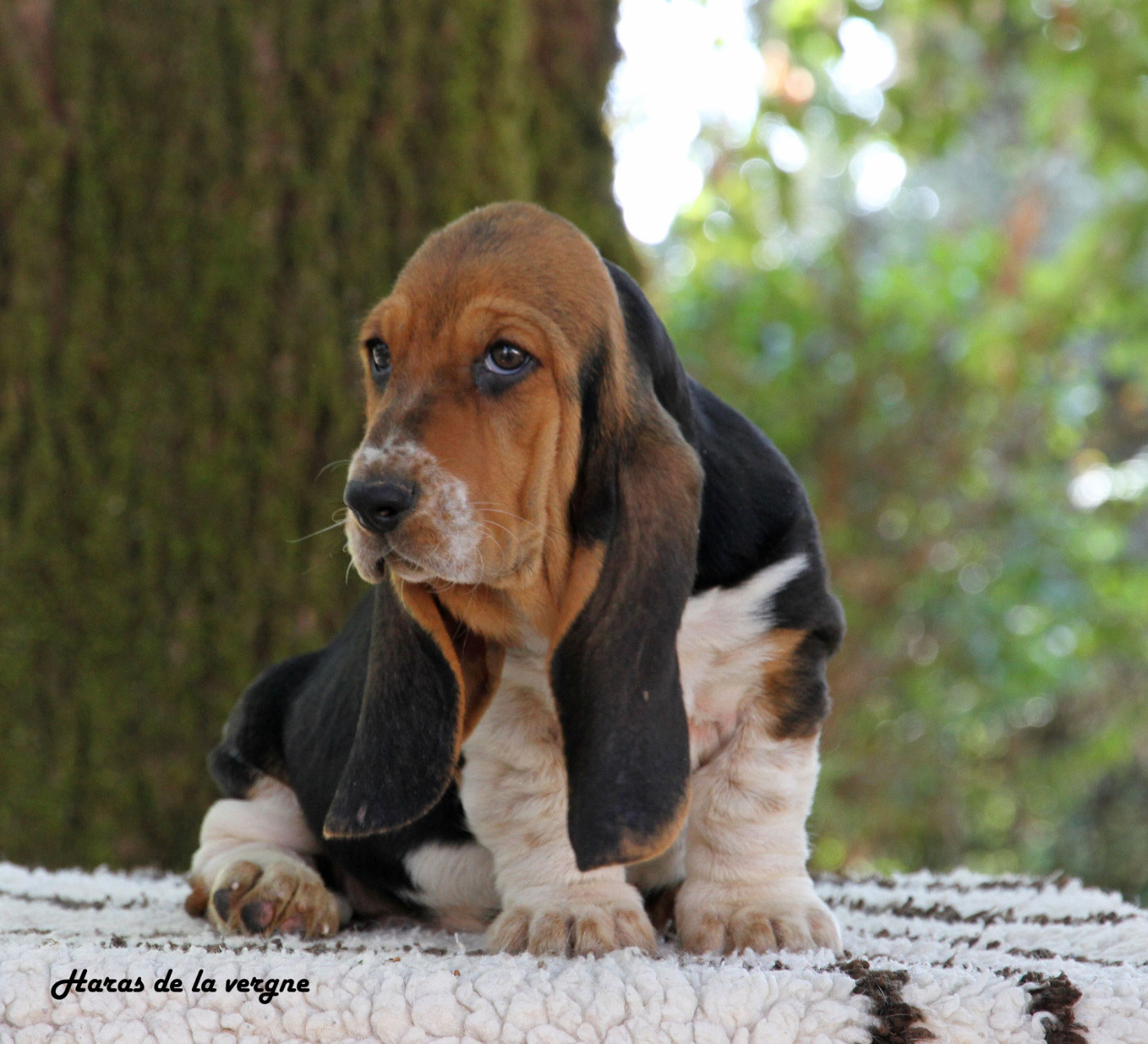 du Haras de la Vergne - Chiots disponibles - Basset Hound