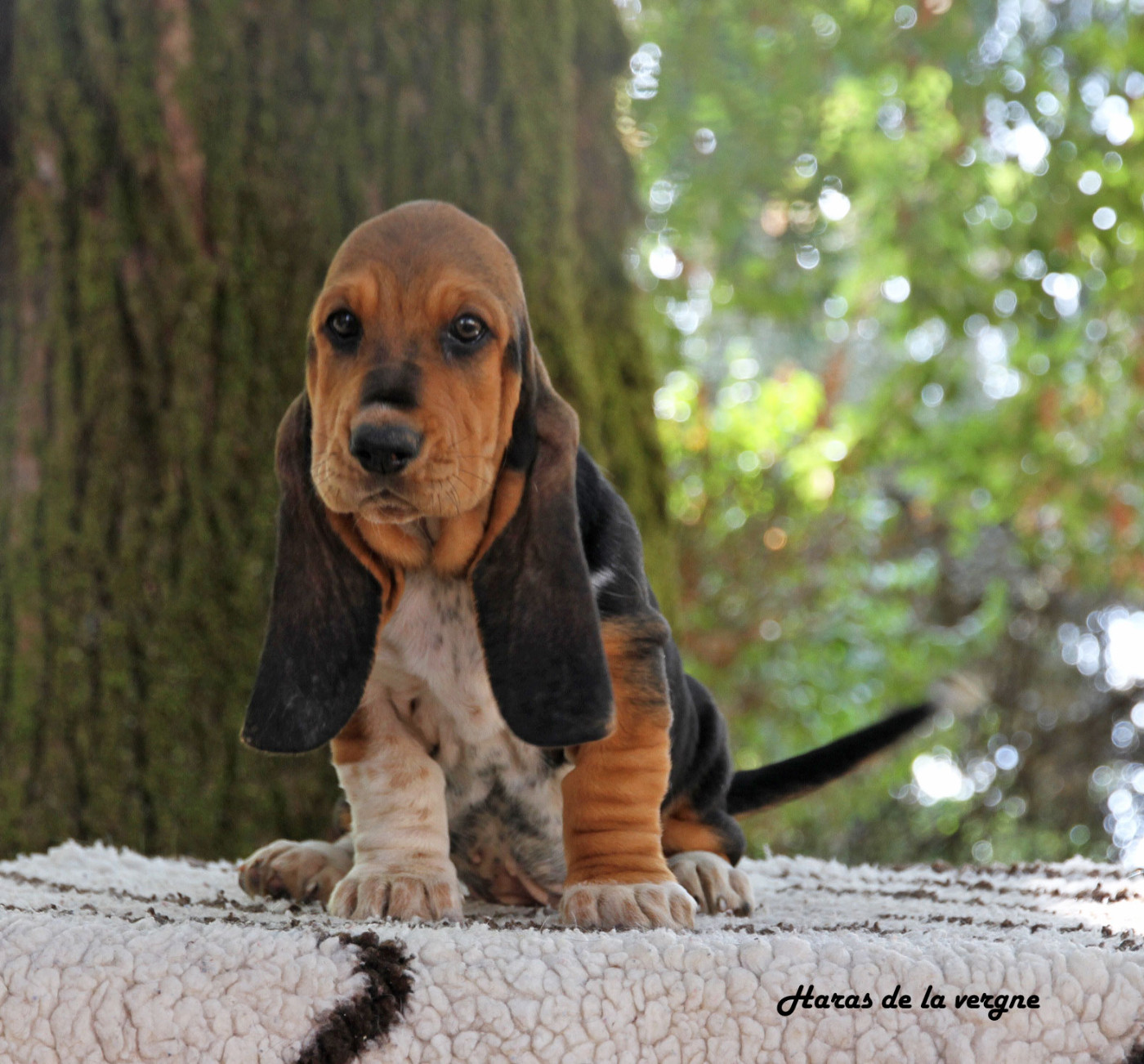 du Haras de la Vergne - Chiots disponibles - Basset Hound