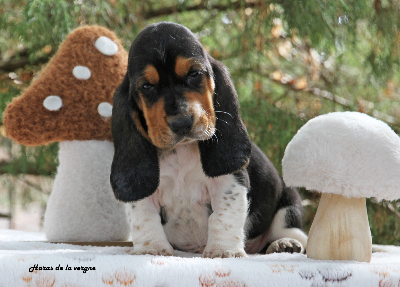 du Haras de la Vergne - Chiots disponibles - Basset Hound