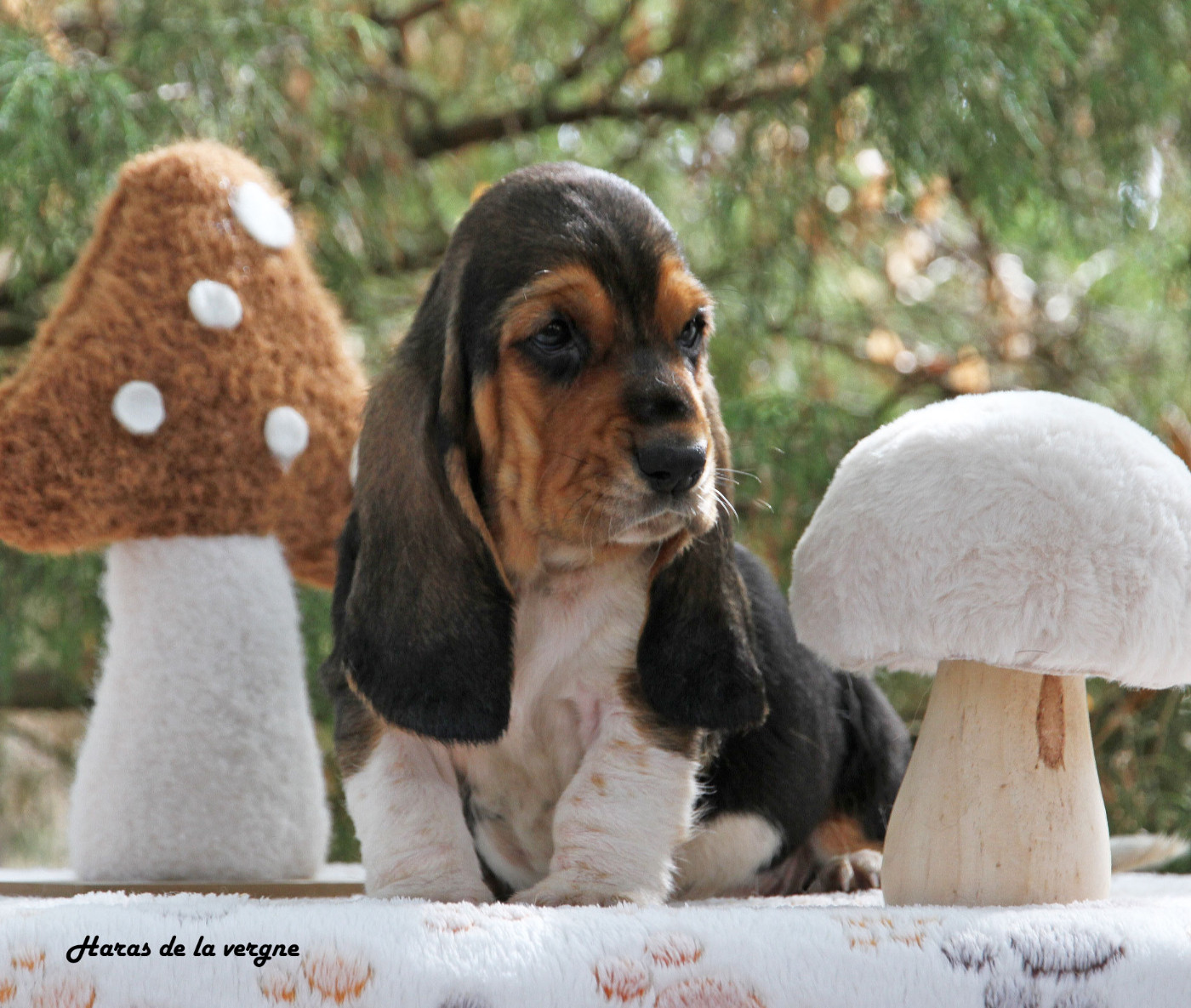 du Haras de la Vergne - Chiots disponibles - Basset Hound