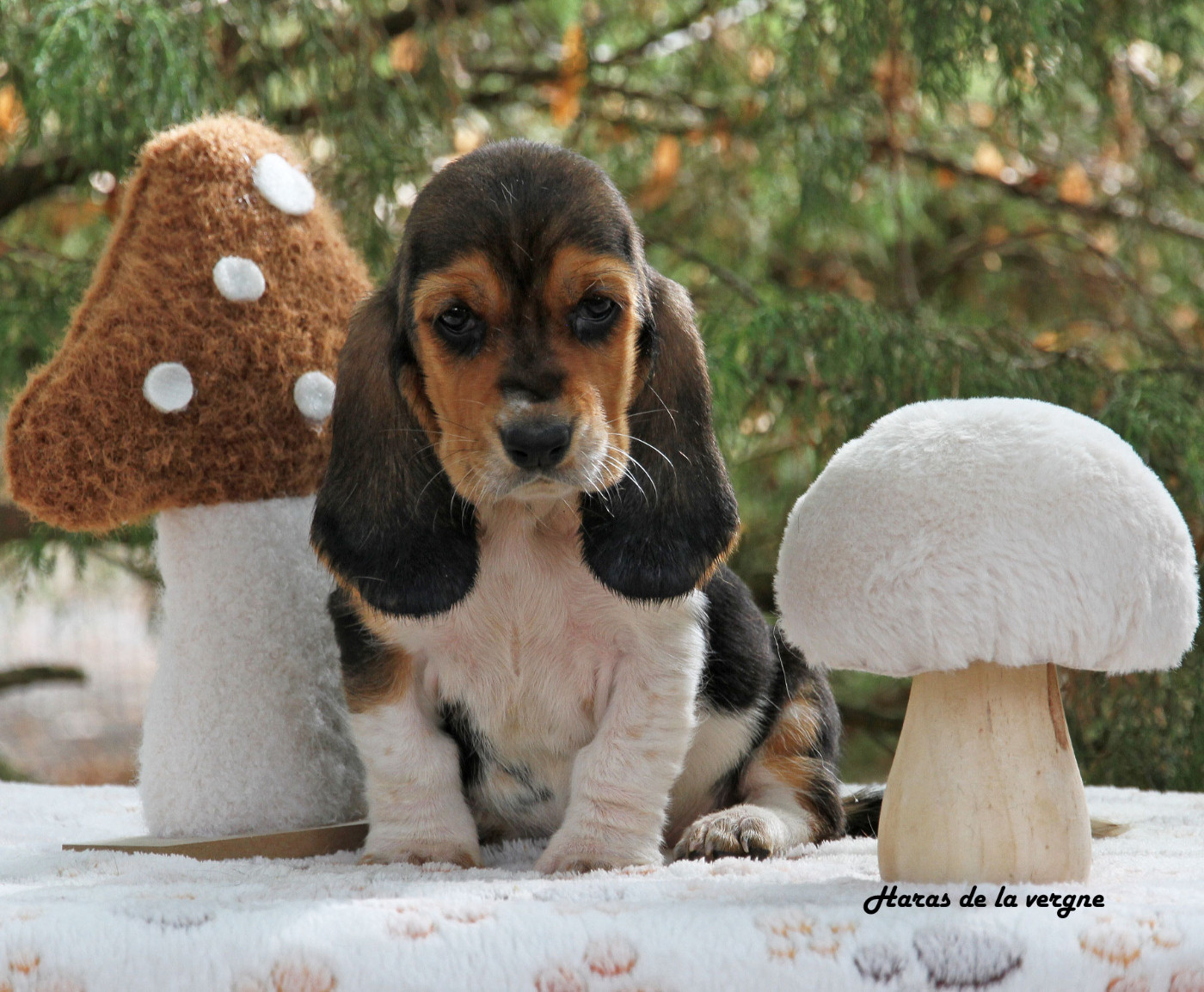 du Haras de la Vergne - Chiots disponibles - Basset Hound