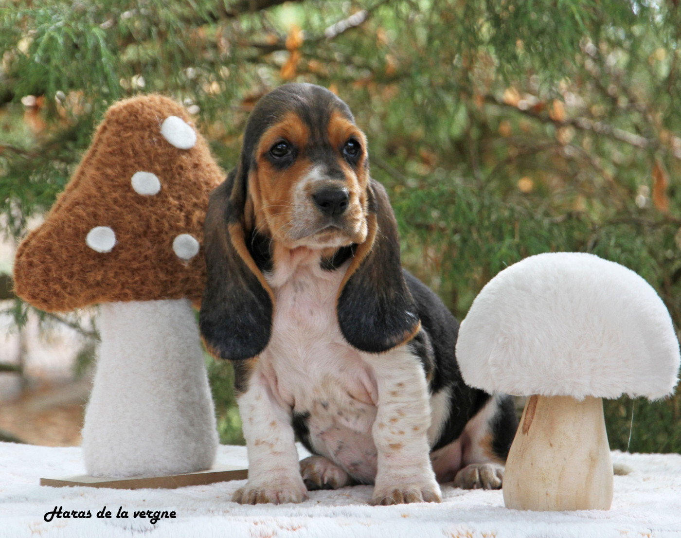 du Haras de la Vergne - Chiots disponibles - Basset Hound