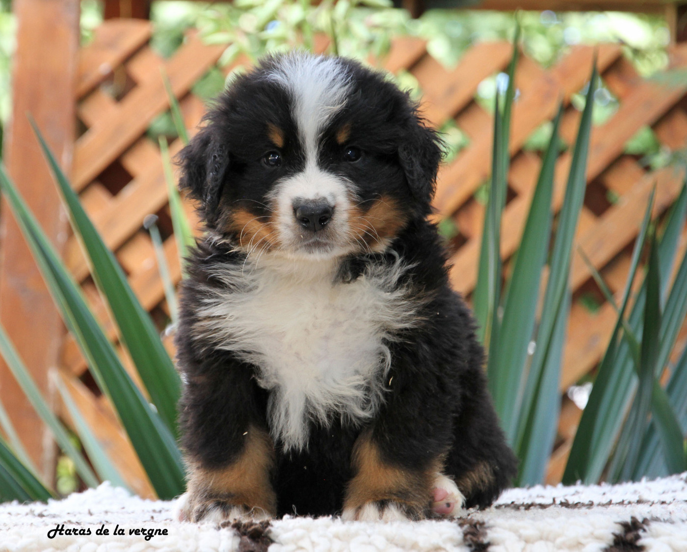 du Haras de la Vergne - Chiots disponibles - Bouvier Bernois