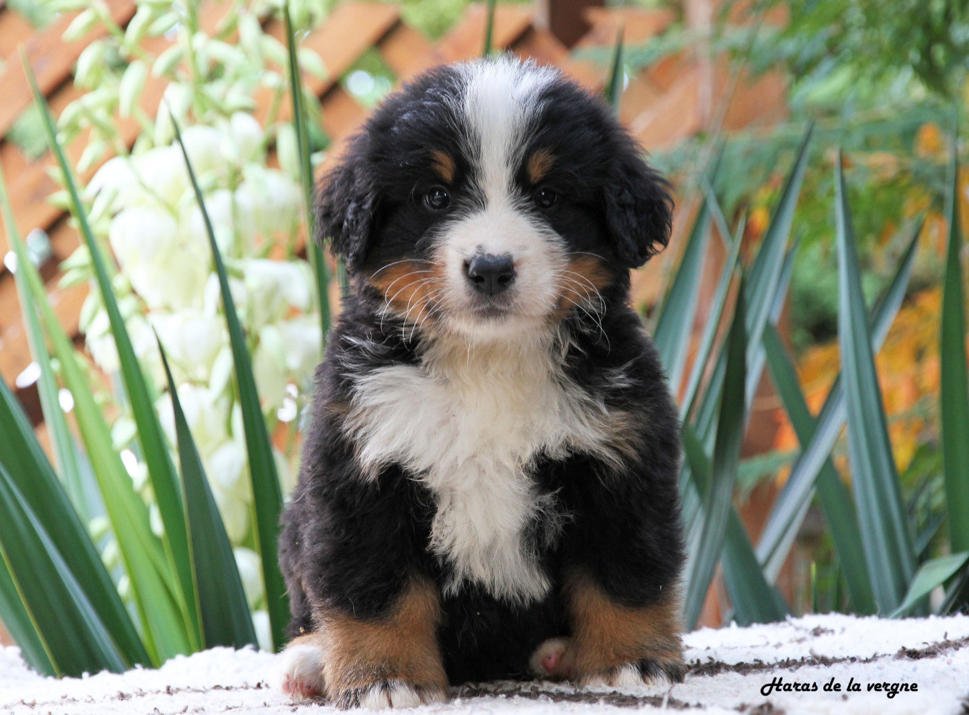 du Haras de la Vergne - Chiots disponibles - Bouvier Bernois