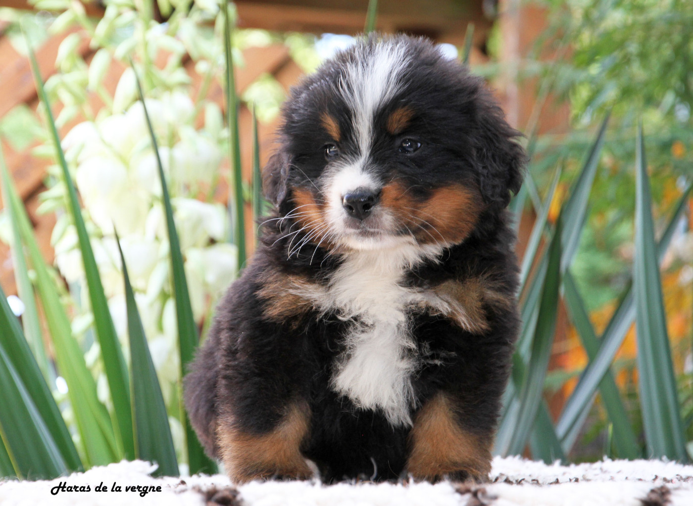 du Haras de la Vergne - Chiots disponibles - Bouvier Bernois