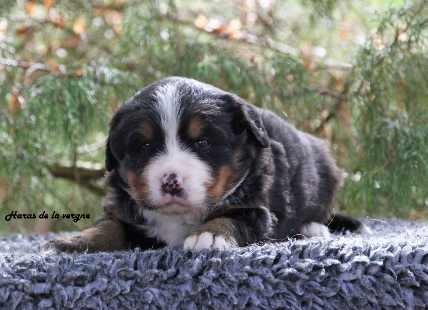du Haras de la Vergne - Chiots disponibles - Bouvier Bernois