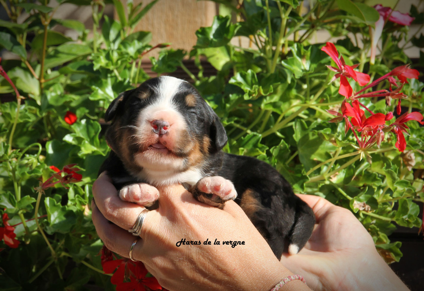 du Haras de la Vergne - Chiots disponibles - Bouvier Bernois