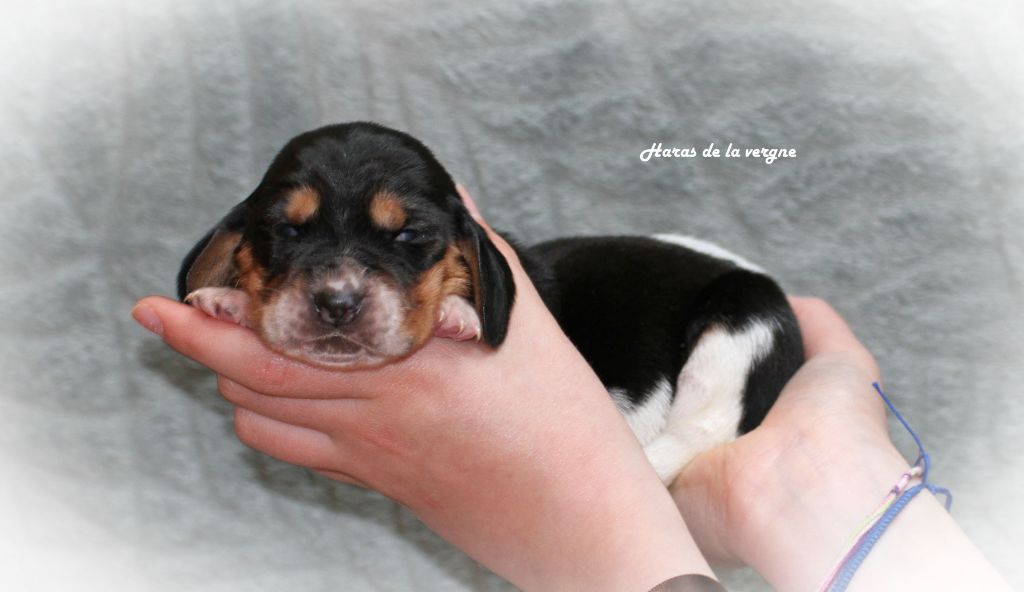 du Haras de la Vergne - Chiots disponibles - Basset Hound