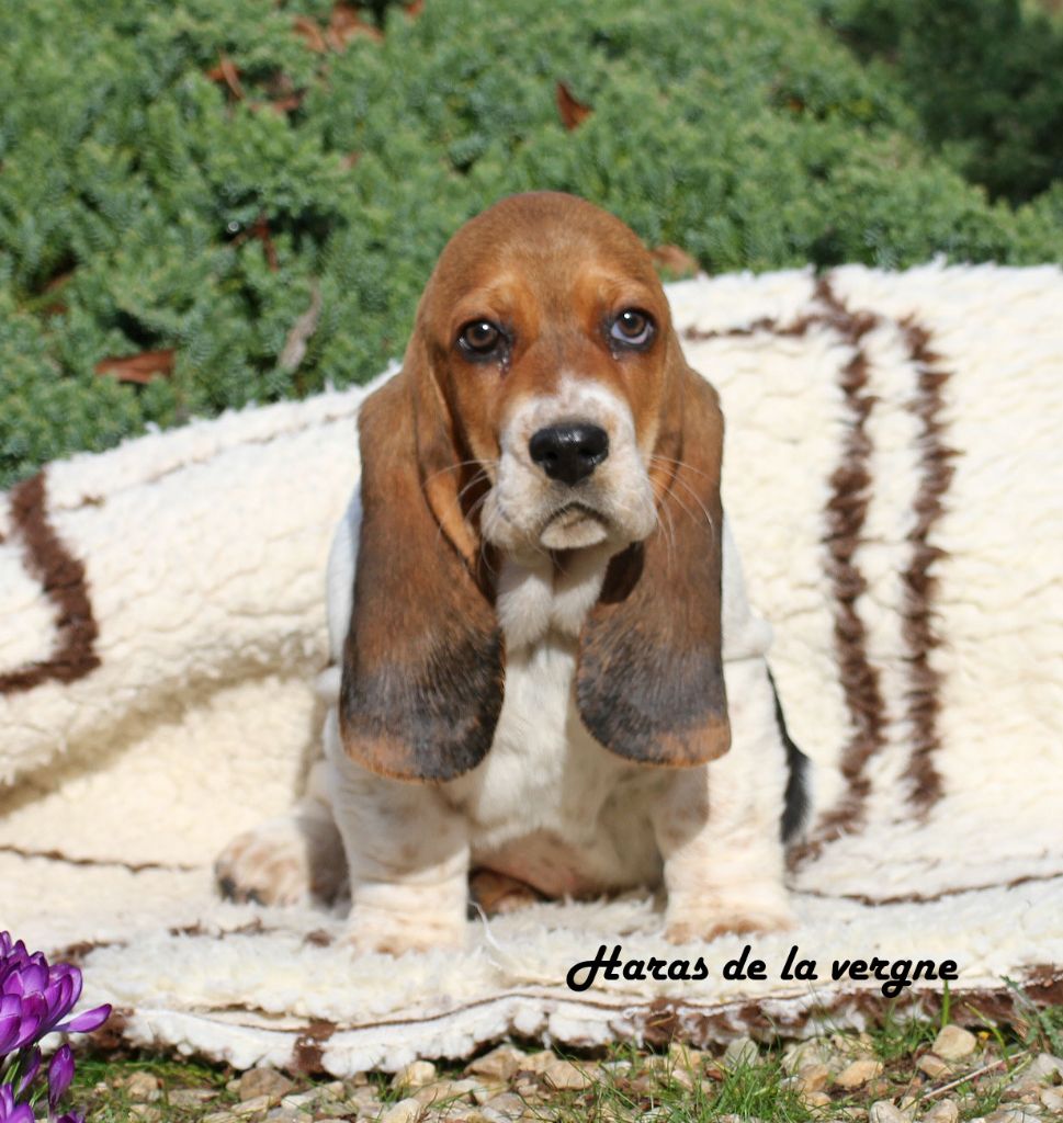 du Haras de la Vergne - Chiots disponibles - Basset Hound