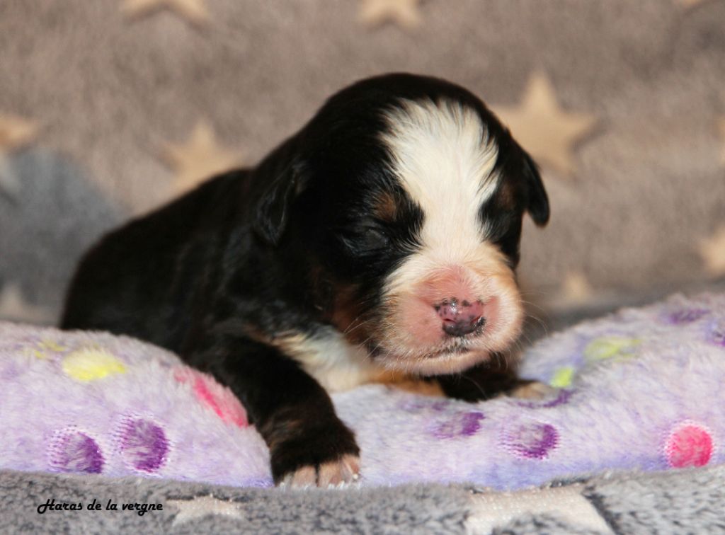 du Haras de la Vergne - Chiots disponibles - Bouvier Bernois