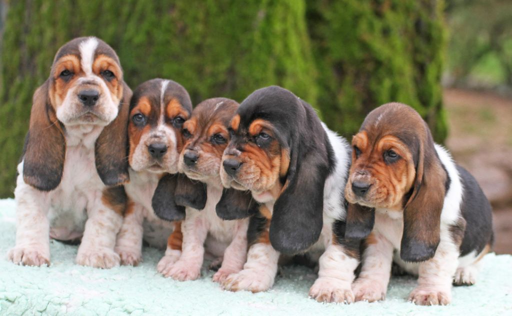 Chiot Basset Hound du Haras de la Vergne