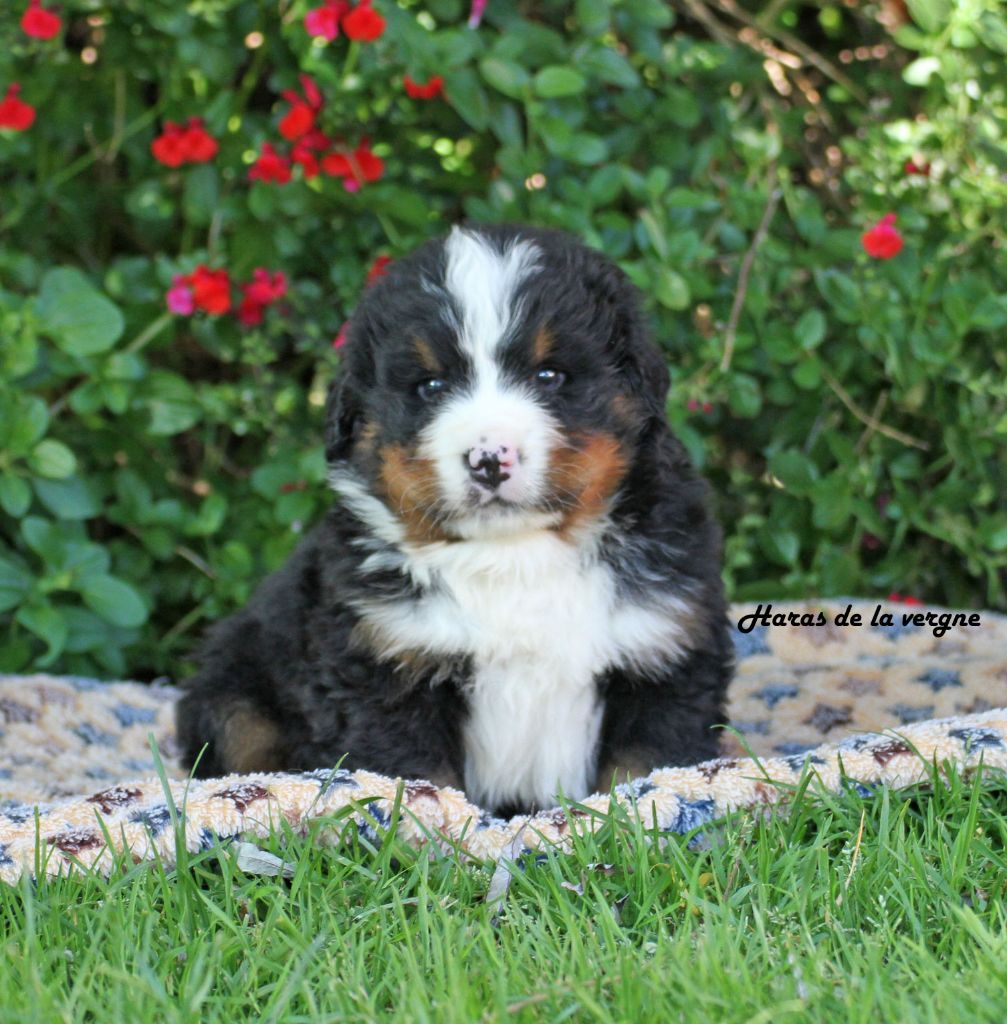 du Haras de la Vergne - Chiots disponibles - Bouvier Bernois
