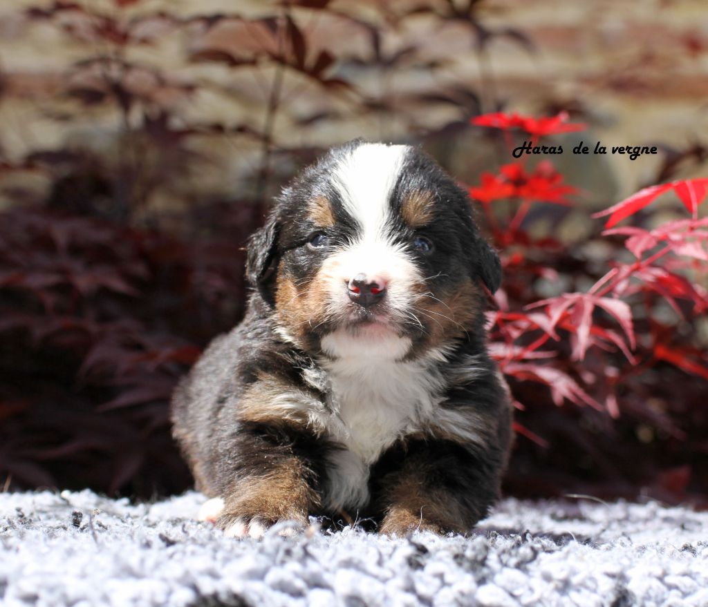 du Haras de la Vergne - Chiots disponibles - Bouvier Bernois
