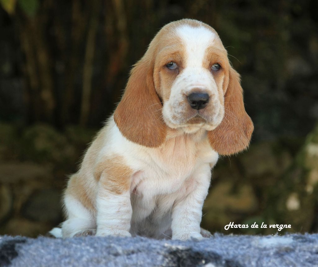 du Haras de la Vergne - Chiots disponibles - Basset Hound