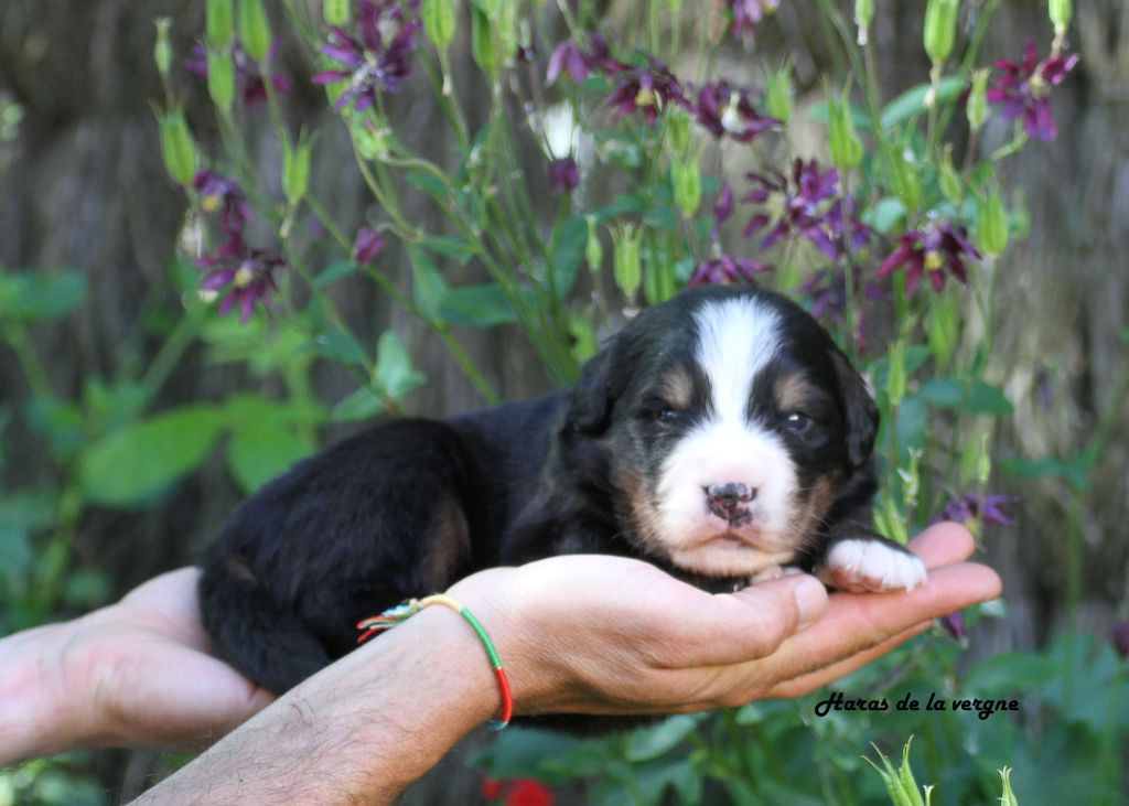 du Haras de la Vergne - Chiots disponibles - Bouvier Bernois