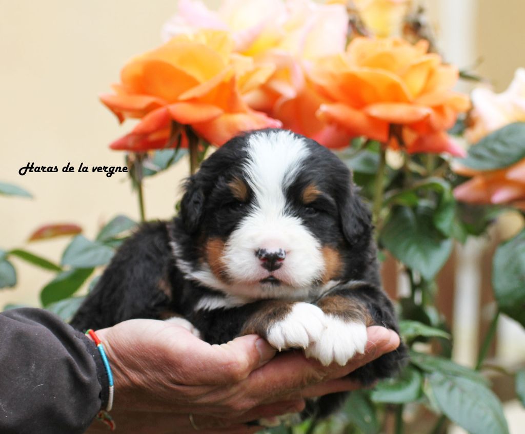 du Haras de la Vergne - Chiots disponibles - Bouvier Bernois
