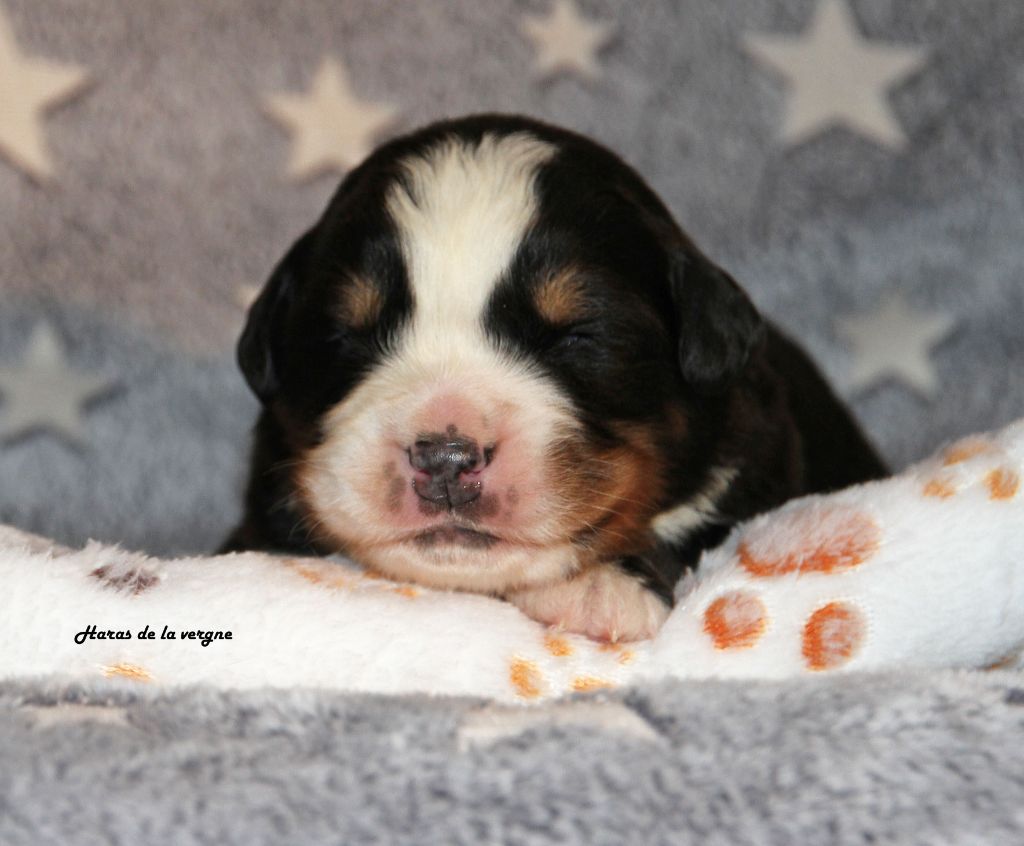du Haras de la Vergne - Chiots disponibles - Bouvier Bernois