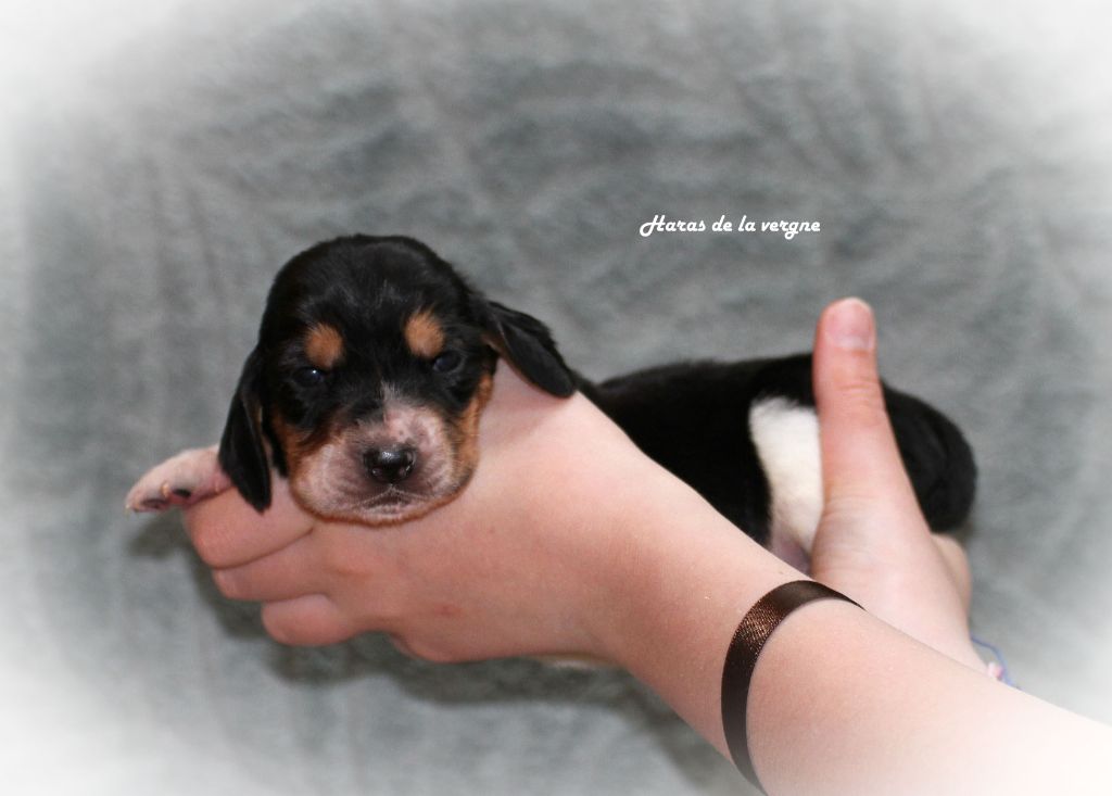 du Haras de la Vergne - Chiots disponibles - Basset Hound