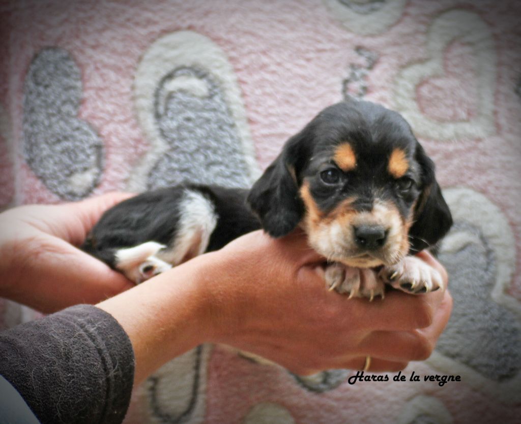 du Haras de la Vergne - Chiots disponibles - Basset Hound
