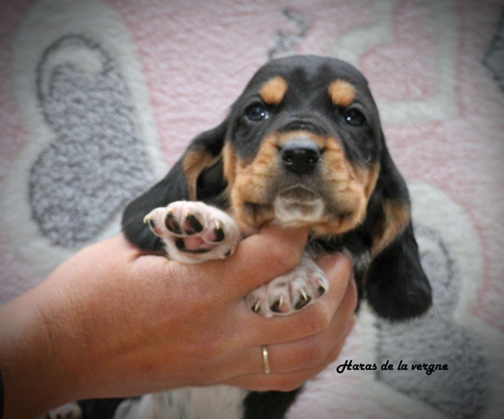 du Haras de la Vergne - Chiots disponibles - Basset Hound