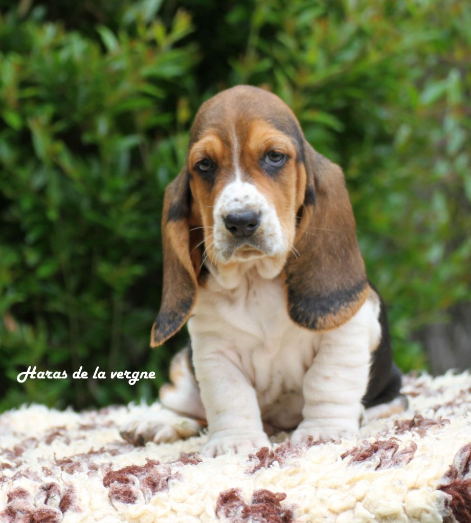 du Haras de la Vergne - Chiots disponibles - Basset Hound