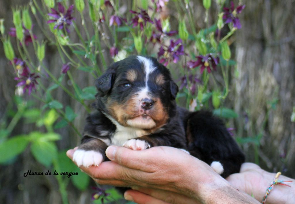du Haras de la Vergne - Chiots disponibles - Bouvier Bernois