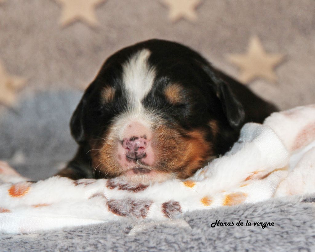 du Haras de la Vergne - Chiots disponibles - Bouvier Bernois