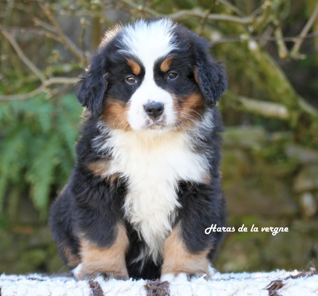 du Haras de la Vergne - Chiots disponibles - Bouvier Bernois