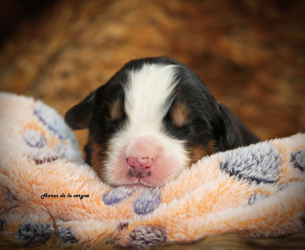 du Haras de la Vergne - Chiots disponibles - Bouvier Bernois