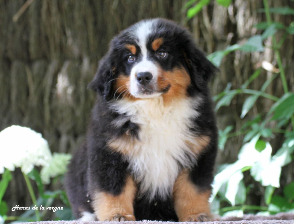 du Haras de la Vergne - Chiots disponibles - Bouvier Bernois