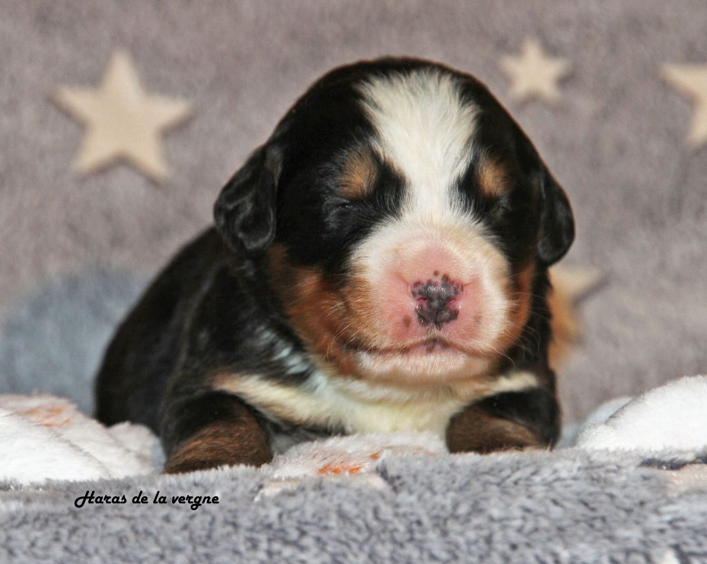 du Haras de la Vergne - Chiots disponibles - Bouvier Bernois