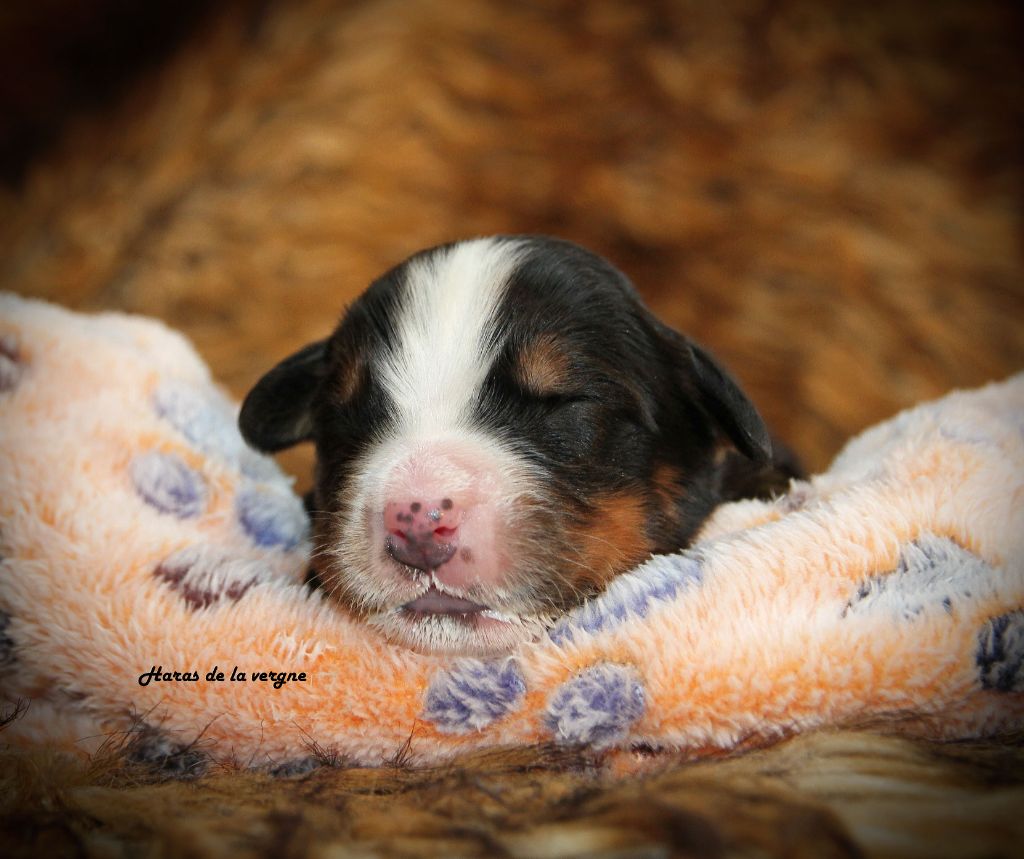 du Haras de la Vergne - Chiots disponibles - Bouvier Bernois